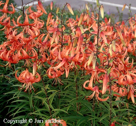 Lilium lancifolium